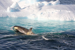 Marilyn London Ewing